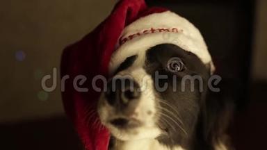 圣诞老人帽子里美丽<strong>可爱的</strong>狗<strong>边框</strong>拼贴画`新年和圣诞节。 壁炉和灯光